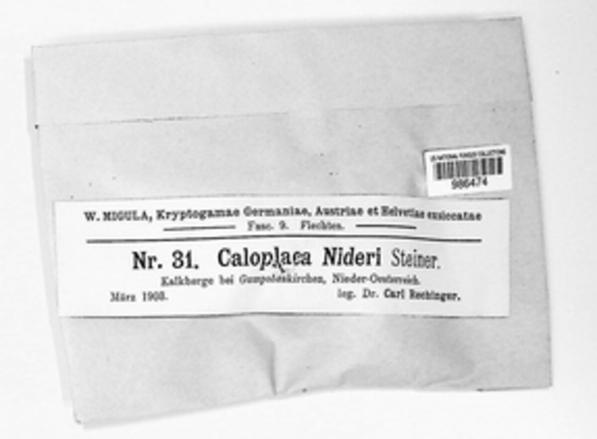 Caloplaca nideri image